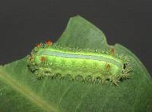 uploads/images/pest/slug caterpiller rose.jpg